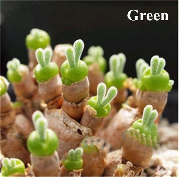 [Mới] - Hạt giống tai thỏ mix  giá rẻ