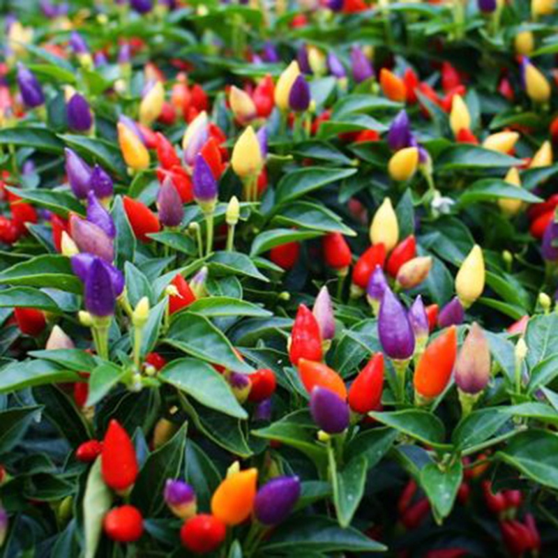 50H - #Hạt_Giống_Ớt_Ngũ_Sắc ( tặng kèm kích mầm và phân bón )