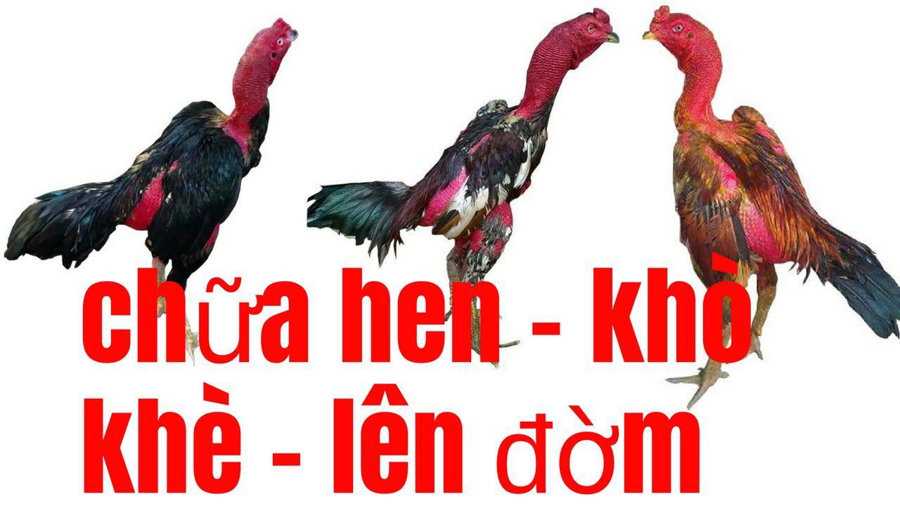 Hen tiêm GÀ ĐÁ SUPER MELTED - IM (chai 5ml)