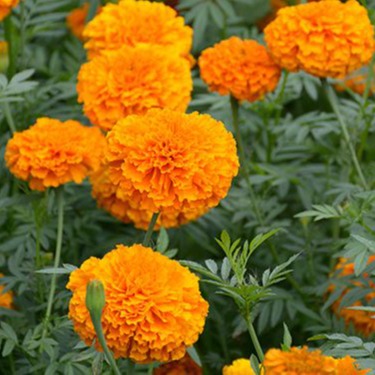 [HCM]20 HẠT GIỐNG HOA CÚC VẠN THỌ ĐỎ CẢM