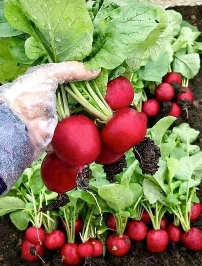1Gr Hạt Giống Củ Cải Đỏ Cherry - TaNe Garden