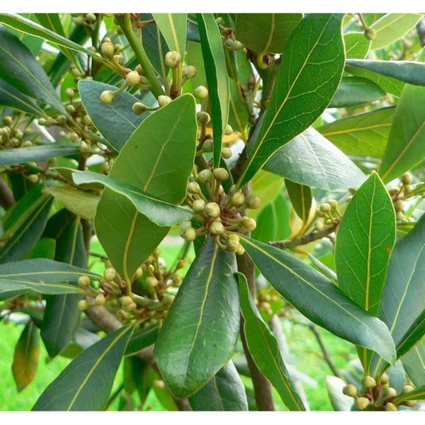 Lá Thơm - Bay Leaf Gói 500g