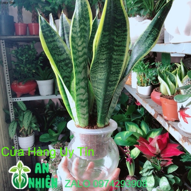 Chậu lưỡi hổ thuỷ canh