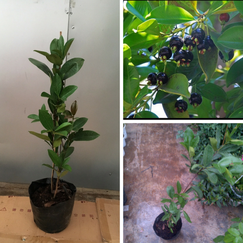 Cây CHERRY ANH ĐÀO, Cây giống bầu đất to khỏe, siêu quả phù hợp mọi khí hậu