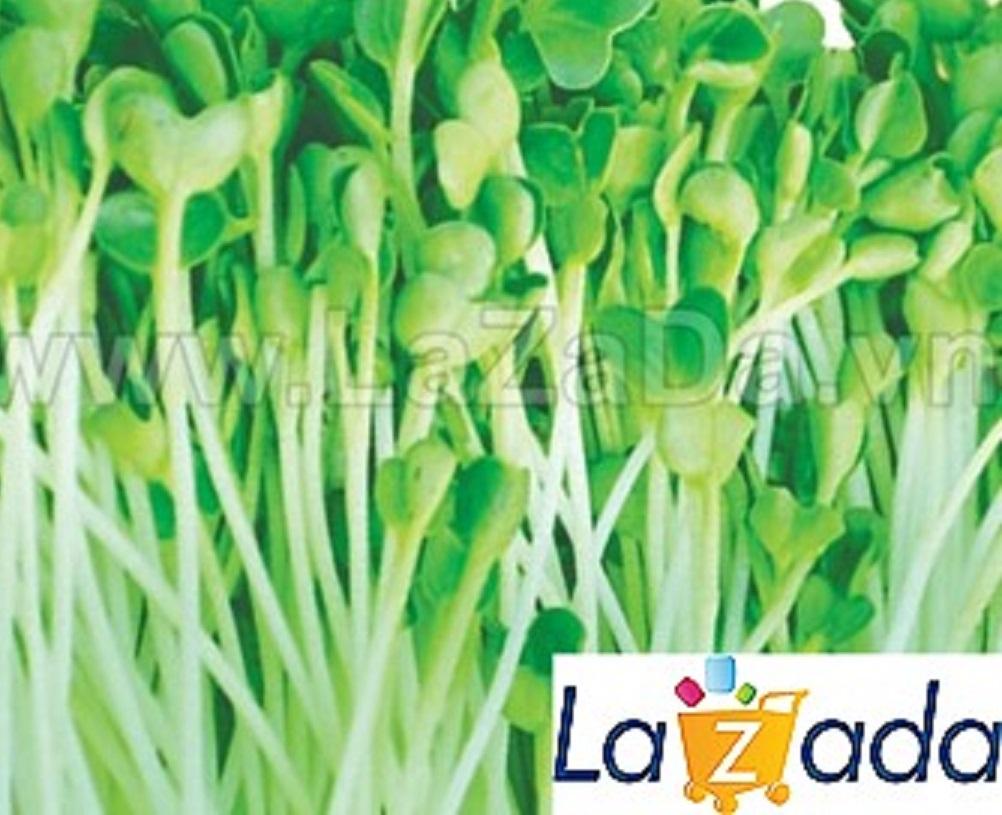 50Gr Hạt Giống Rau Mầm Cải Thìa (A1.206| W12*W63*M037)