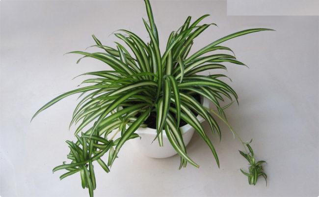 Cây Nhện Treo Thanh Lọc Không Khí - Châu Cây Phong Thủy Cây Dây Nhện có khả năng hấp thu Cacbonic và các khí độc vào ban đêm mà không cần ánh sáng nên rất thích hợp để đặt cây dây nhện trong phòng ngủ