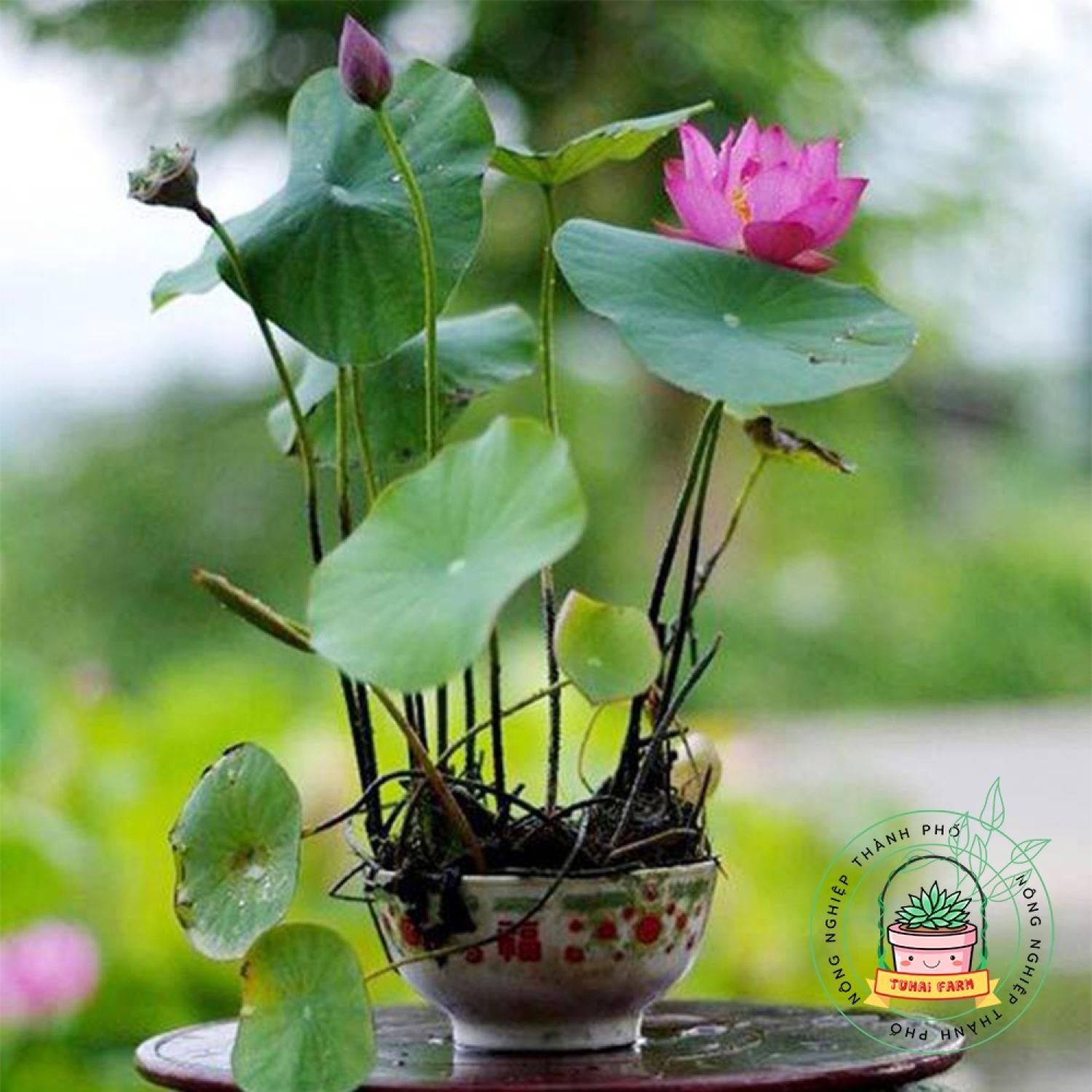 [HCM] Hạt giống Sen Nhật Mini (Hàng Chọn Tốt) - Đã Cắt Đầu - (Tự Chọn Màu) - Bao nảy mầm (Quy cách 1 hạt)