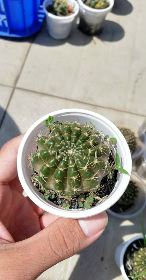 [HCM]Cây xương rồng ruby