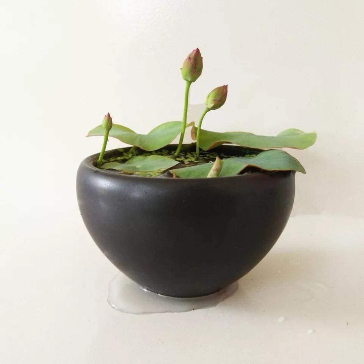 Hạt Giống Sen Mini Combo 20 Hạt