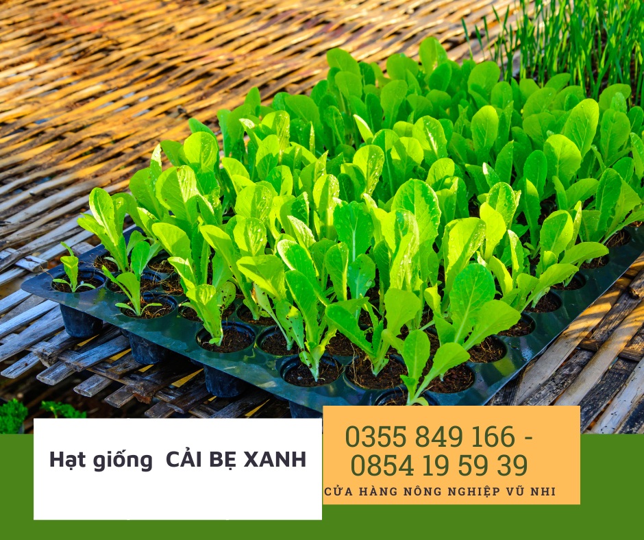 Hạt Giống Cải Bẹ Xanh Mỡ gói 20gr