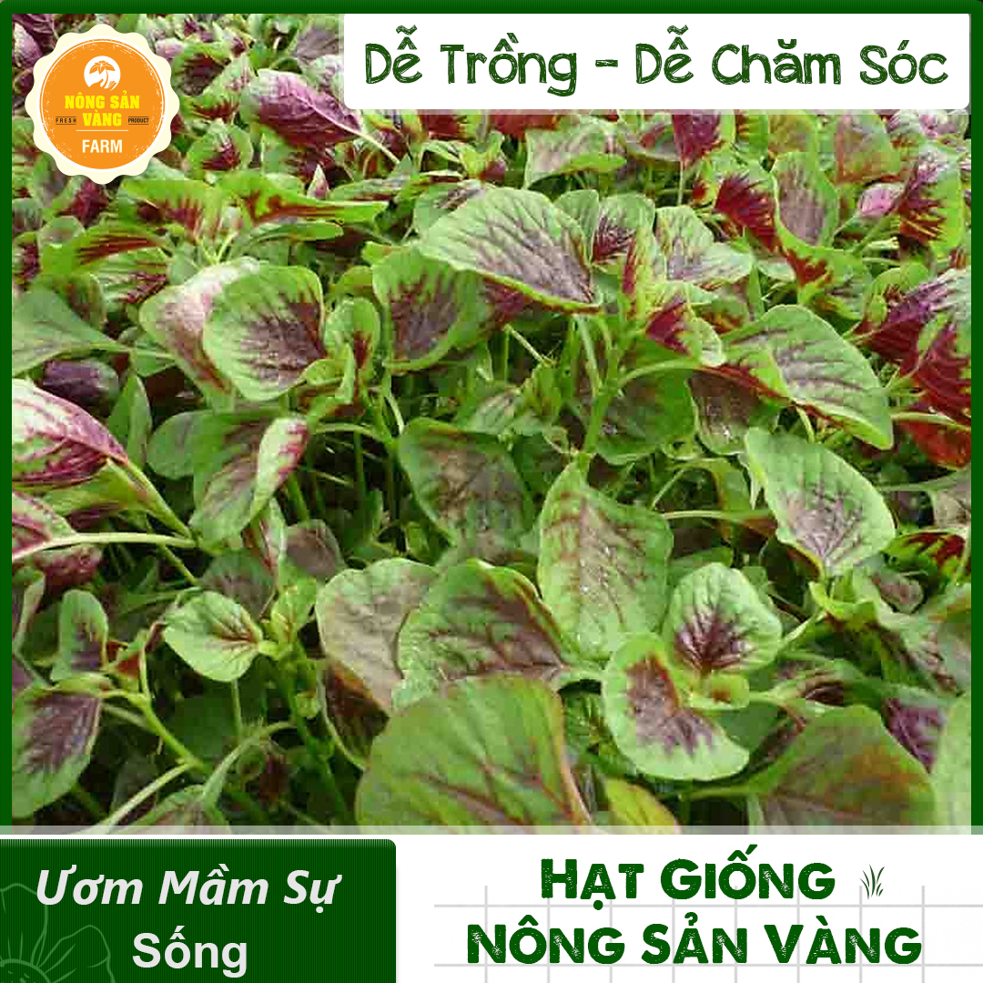 Seeds amaranth seeds tastes sweet, cool personality more nutrition, good for health is very much family ưa gallantry crop year round (package 20 grams)-shallow gold