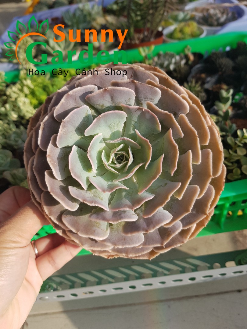 Sen Đá Bắp Cải - Chậu To