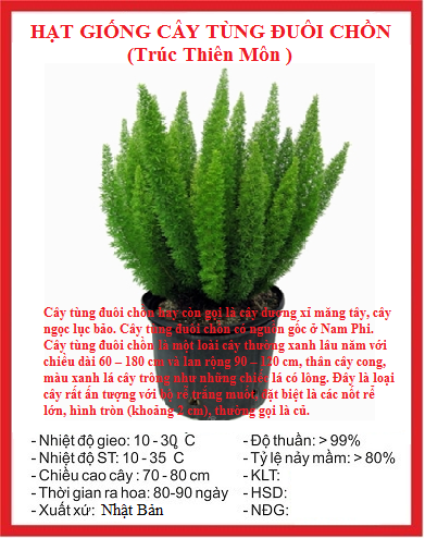 Hạt Giống Cây Tùng Đuôi Chồn, Trúc Thiên Môn(Gói 5 hạt)