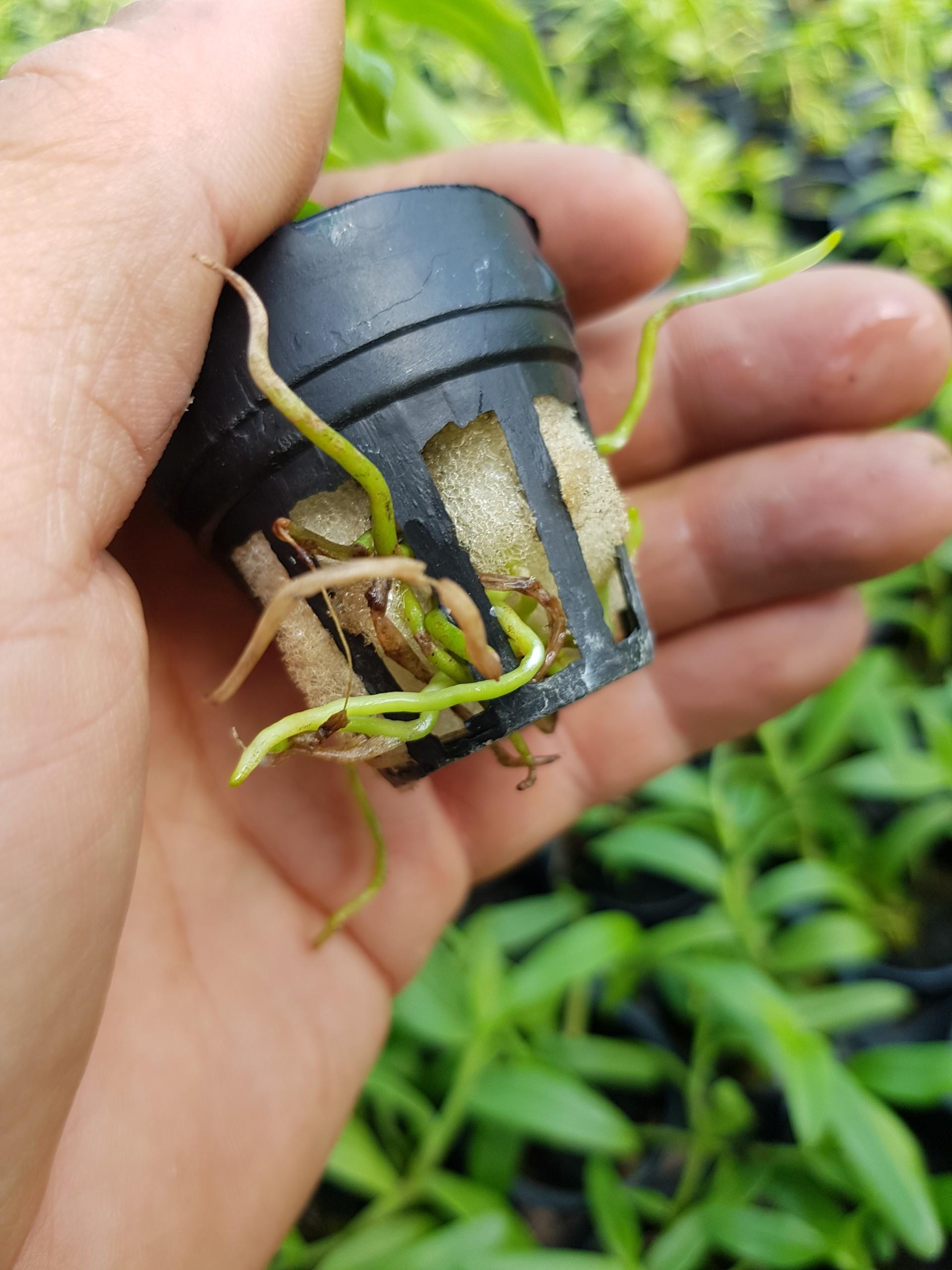 Giả hạc hông thái lan cây giống
