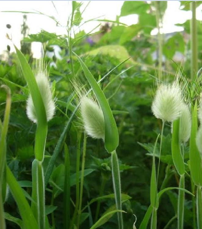 Hạt Giống Cỏ Đuôi Thỏ - Gói 100 hạt