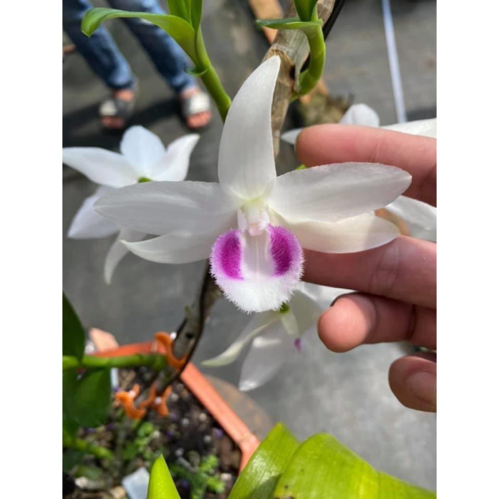 lan phi điệp phú thọ hàng ươm kie