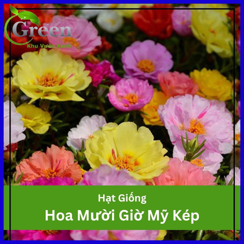 Hạt Giống Hoa Mười Giờ Mỹ Kép Nhiều Màu Sai Bông, Chịu Hạn Tốt