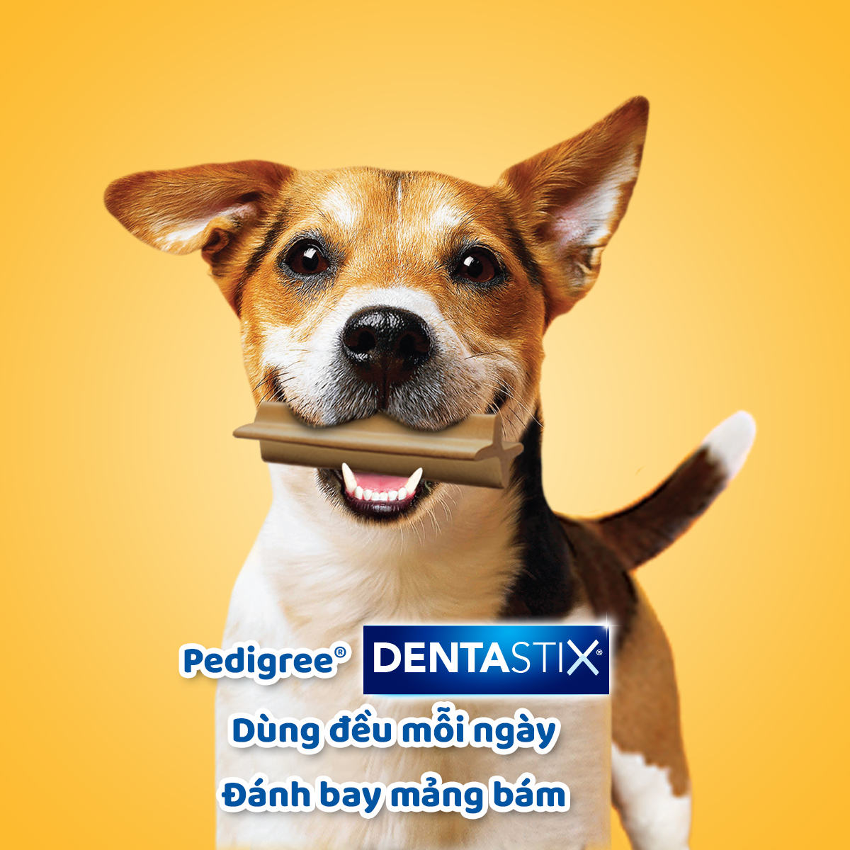 [DATE 16.7][Quà tặng không bán] Bánh xương dành cho chó Pedigree dentastix 98g