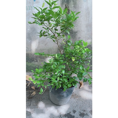 Chanh tứ quý lớn