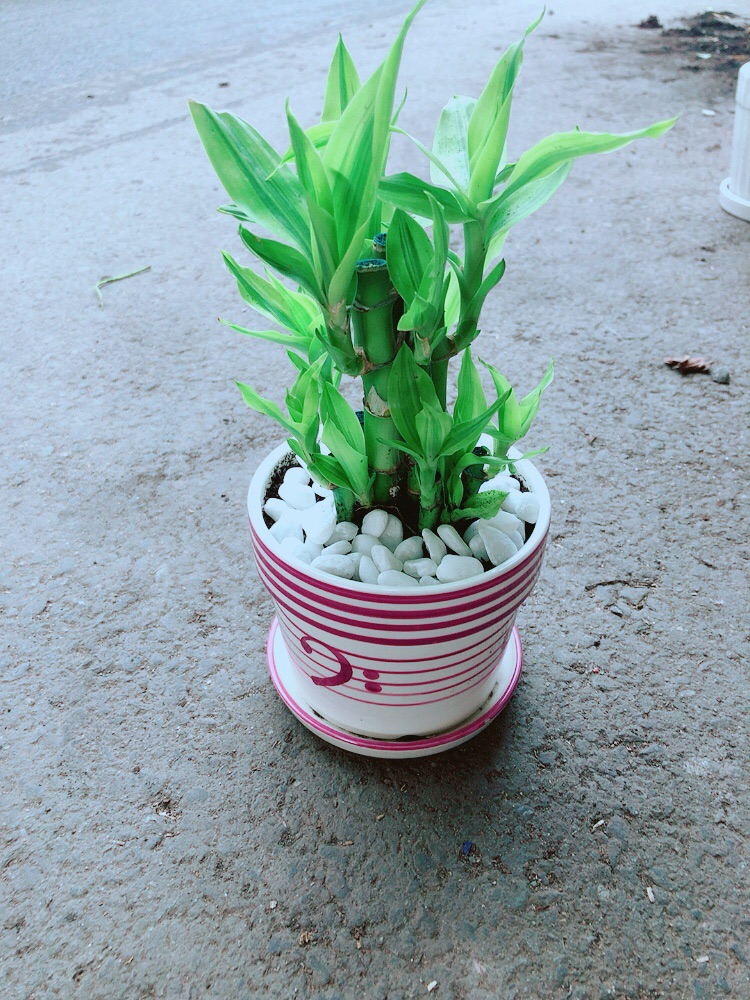 Chậu Cây Trúc Phát Tài