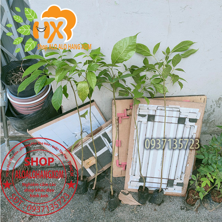 cây kèn hồng cây giống -combo 5 cây