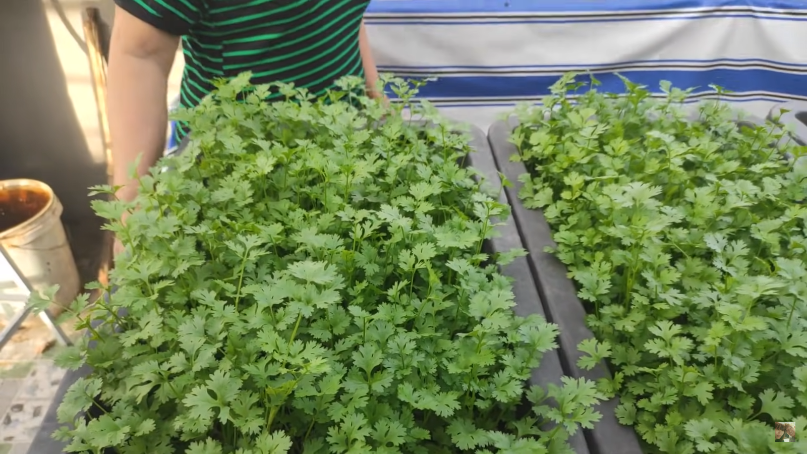 [HCM] Ngò rí Việt Thái 20g