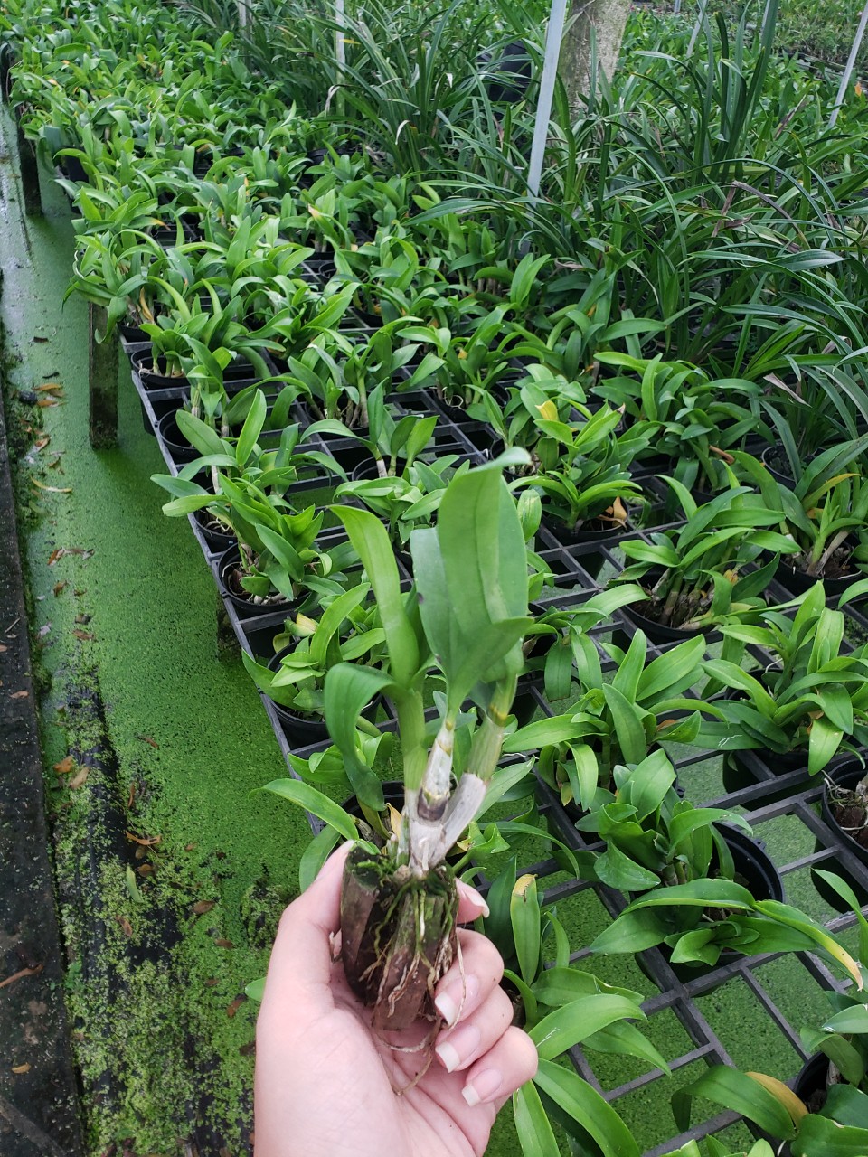 COMBO 10 cốc Giống Denro đủ màu(7-12CM)