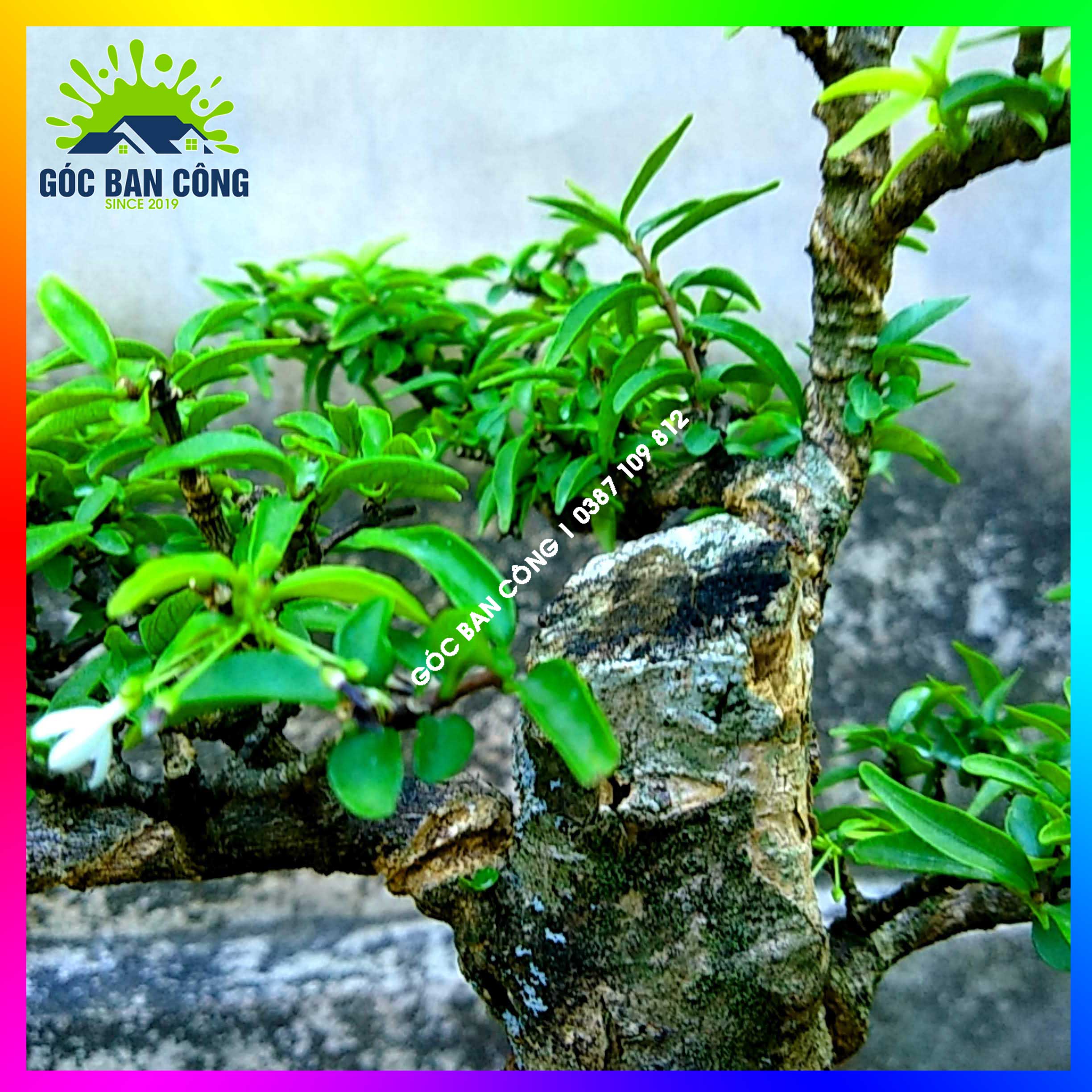 Mai Chiếu Thủy Kim Giòn Bonsai Mini - CTBS04