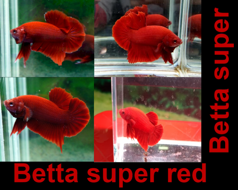Betta super red - Thức ăn - Phụ kiện