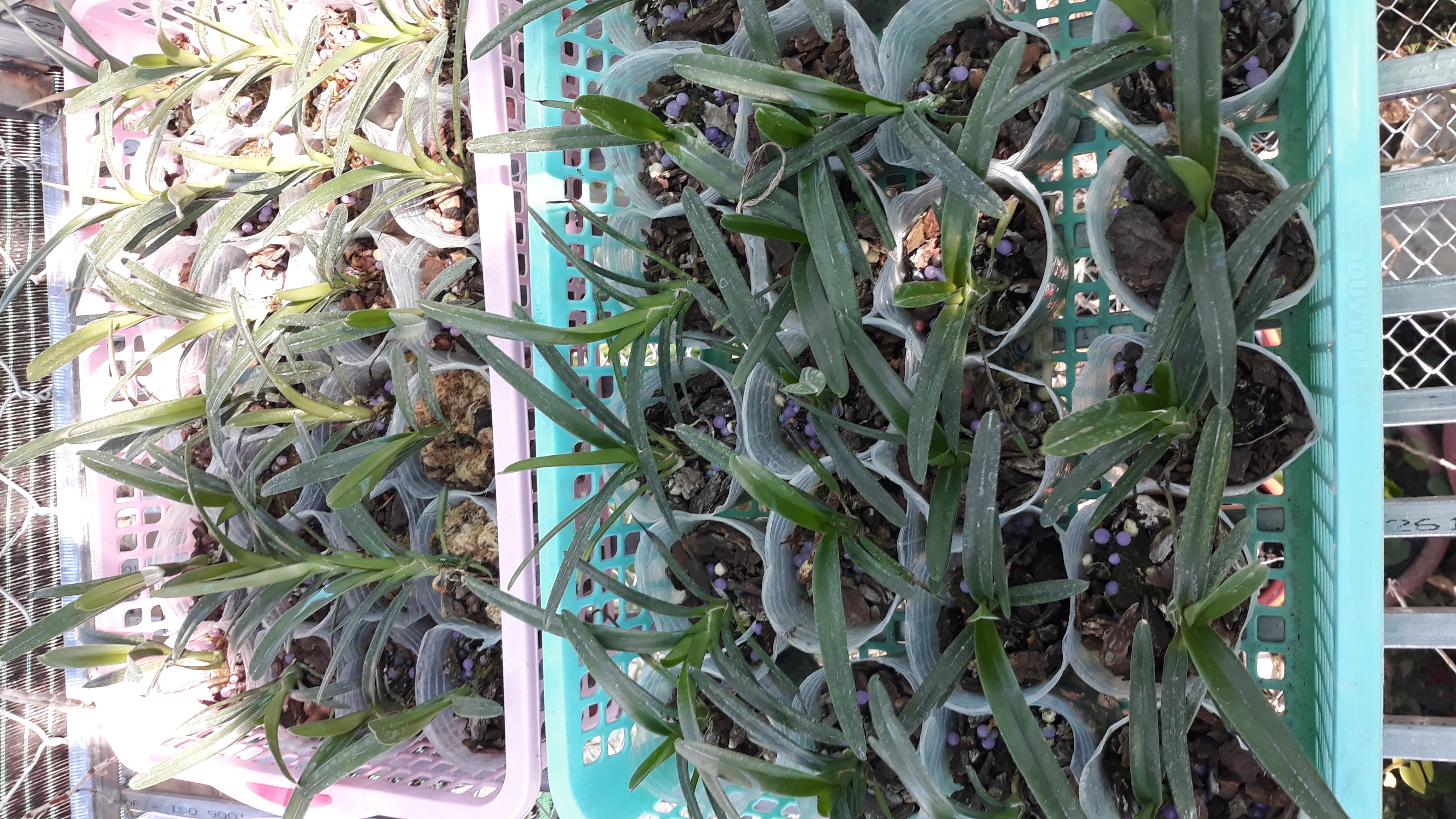 Hoa lan. Kiếm gieo hạt Trí x Huế. Hoa xổ số