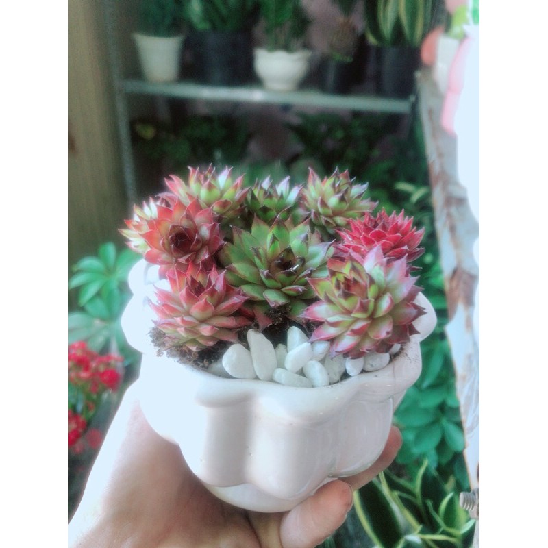 Chậu Cây Phật Bà Đỏ Hàng Bán Chạy