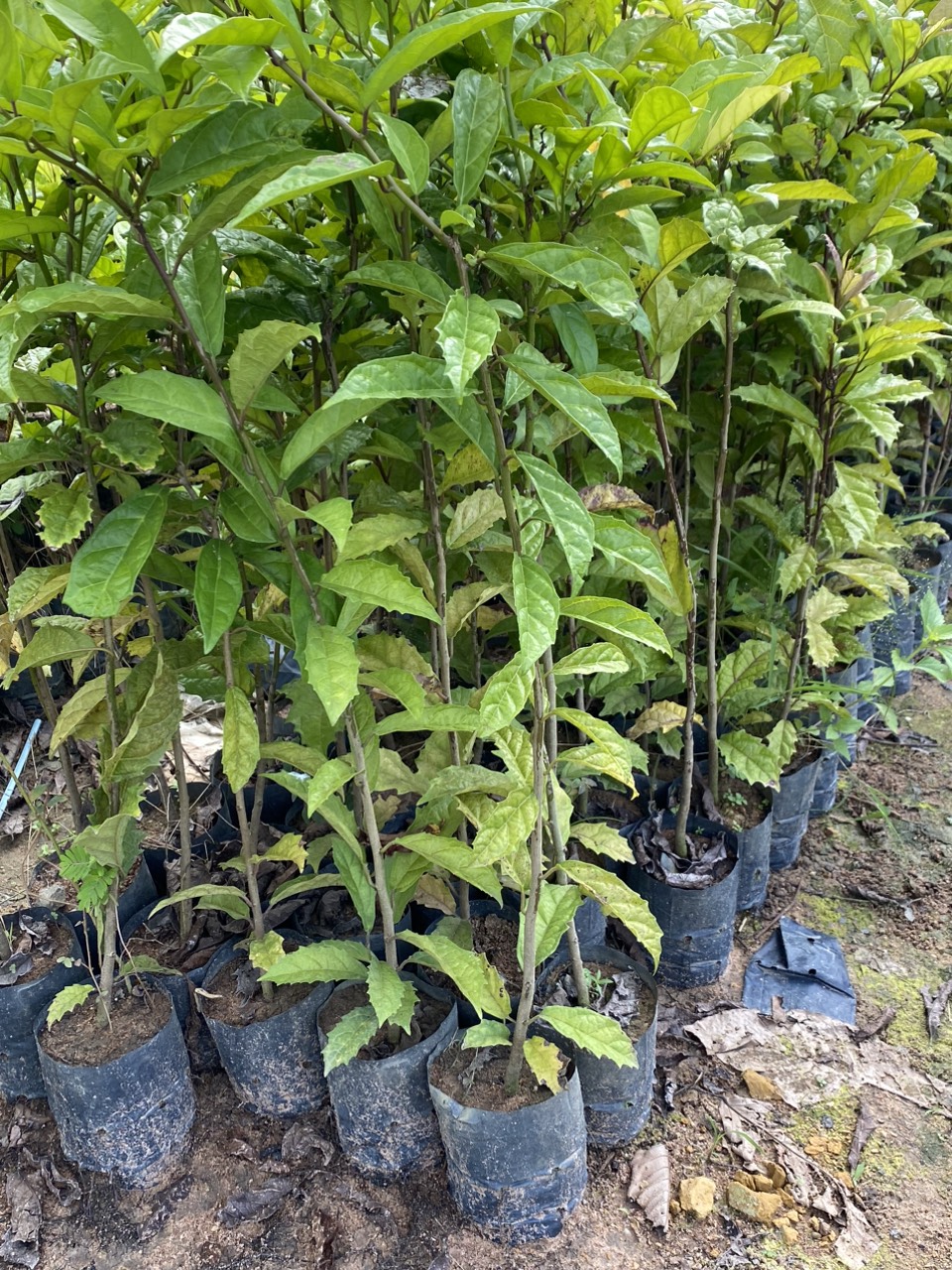 Cây xạ đen( trị bệnh gan) cao 50cm bầu to khỏe