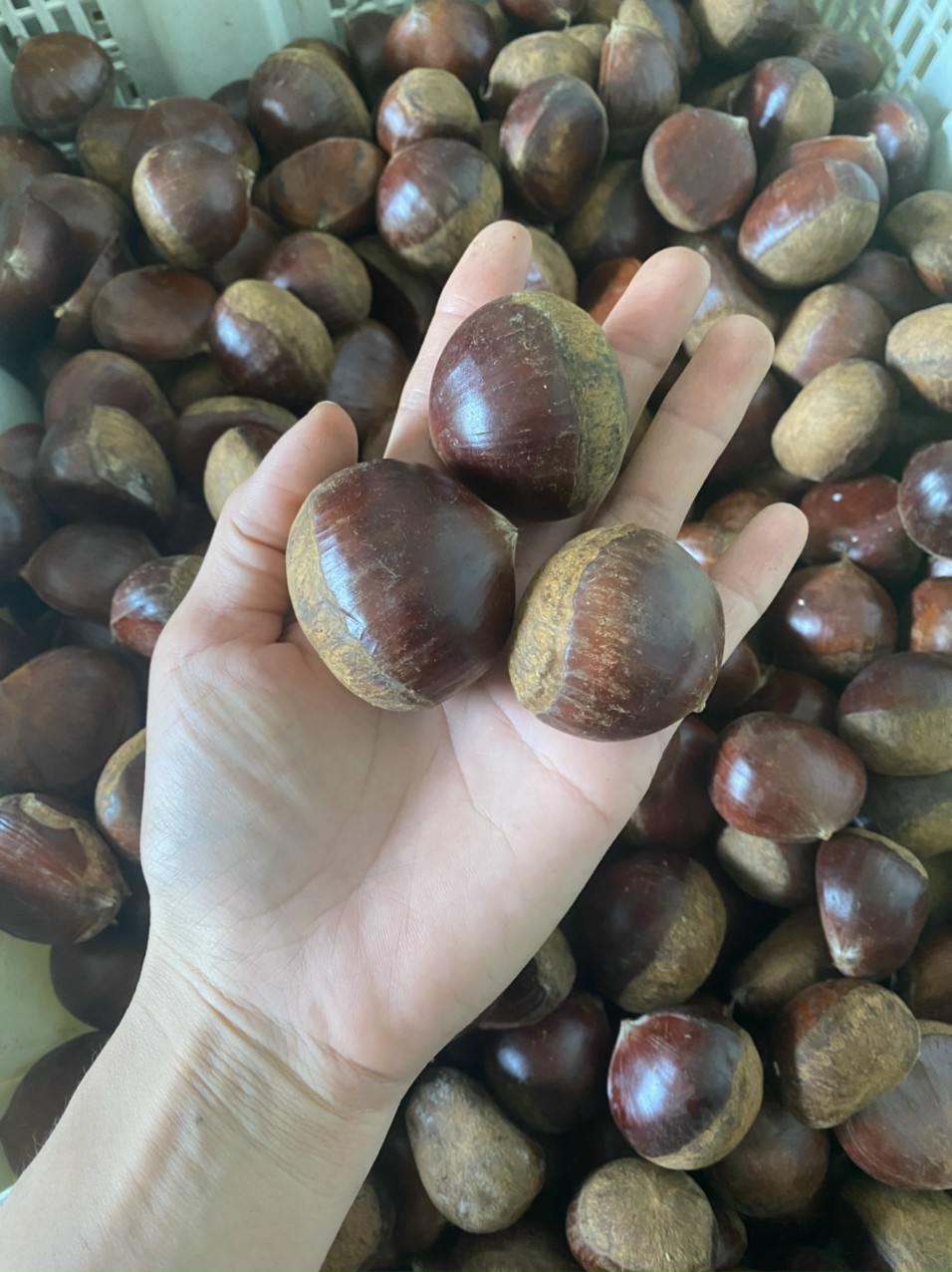 Hạt dẻ Cao Bằng 1kg