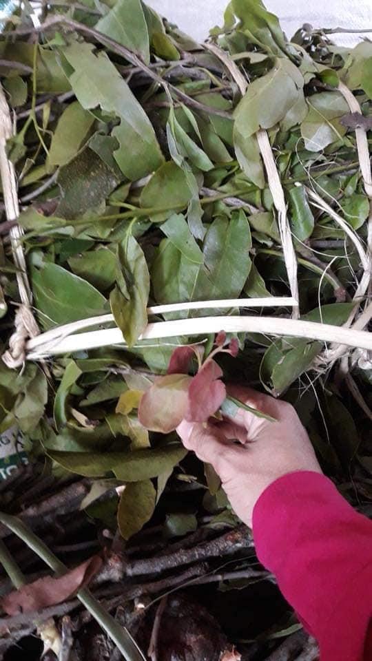 TẦM GỬI GẠO TÍA -1kg