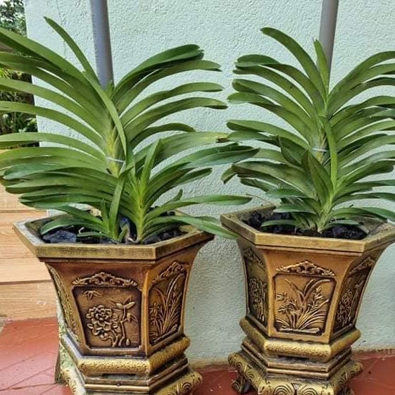khuôn đúc chậu cảnh lục giác 31 (khuôn chậu ABS có lòng trong)
