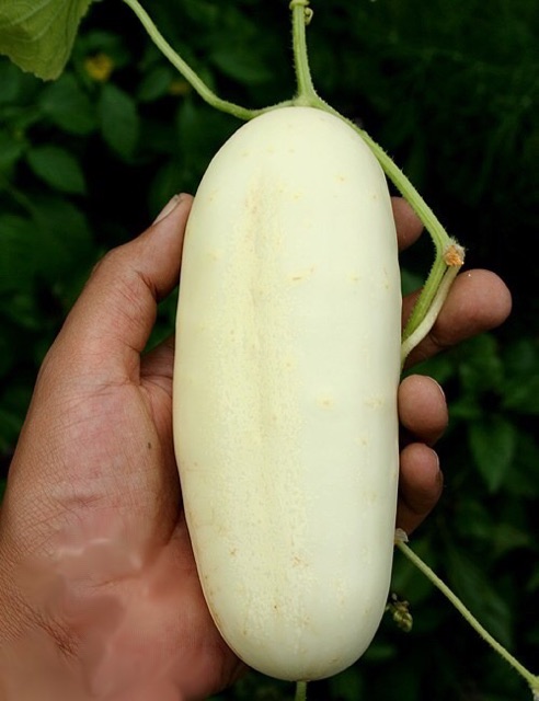 (80-100 hạt) - Hạt giống dưa chuột trắng nhập khẩu