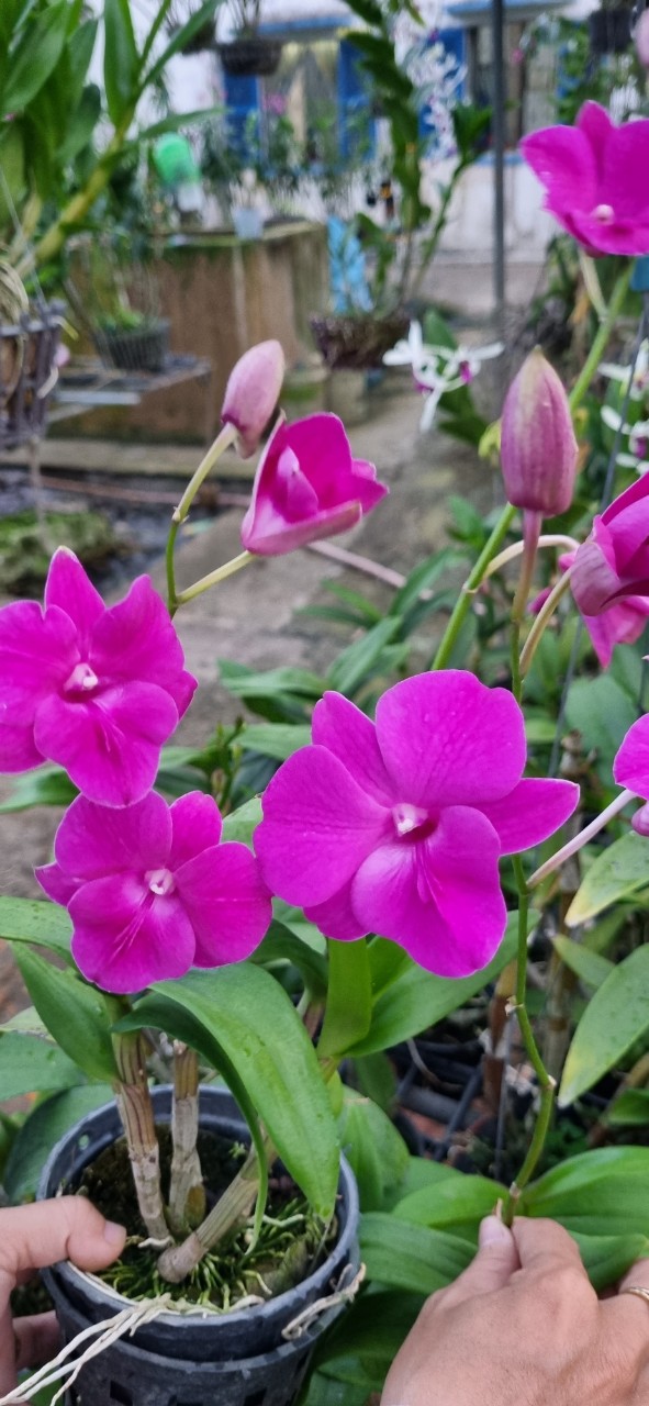 HOA LAN DEN LAI HỒ ĐIỆP 3 LƯỠI