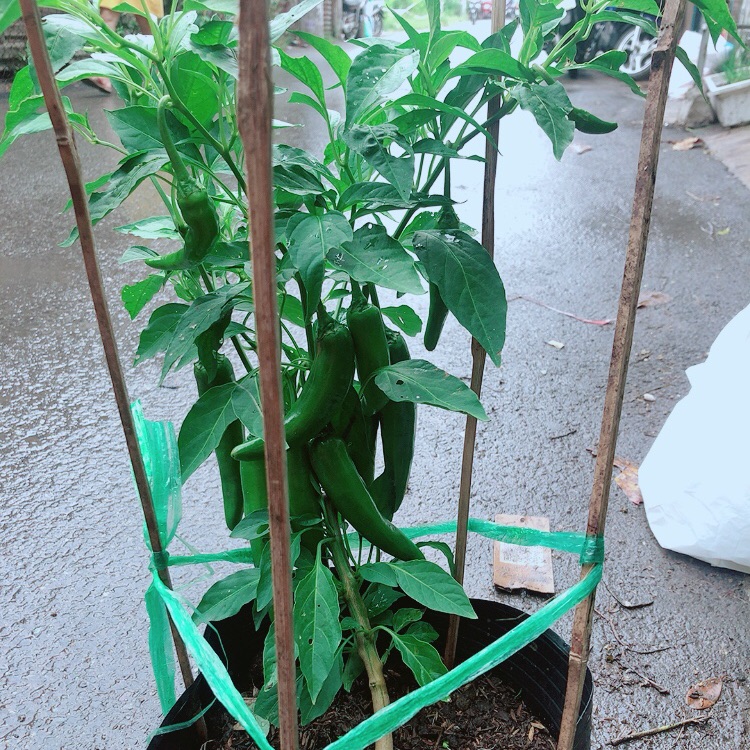 Cây ớt sừng