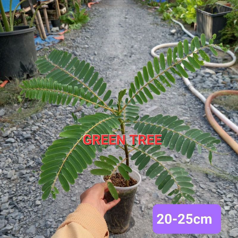 Cây giống so đũa bông trắng