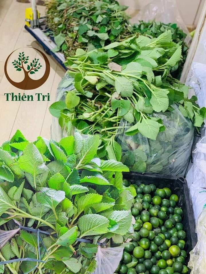 Siro ho húng chanh Thảo mộc sạch Thiên Tri 500ml