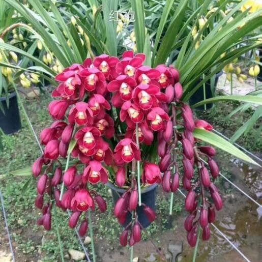 NGUYÊN CHẬU Hoa Địa Lan Santo HOA NỞ TẾT CÓ ĐỦ 10 MÀU