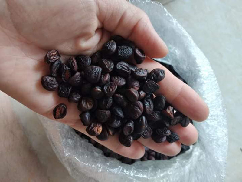 HẠT DỔI NẾP CỔ THỤ SIÊU THƠM gói 50g