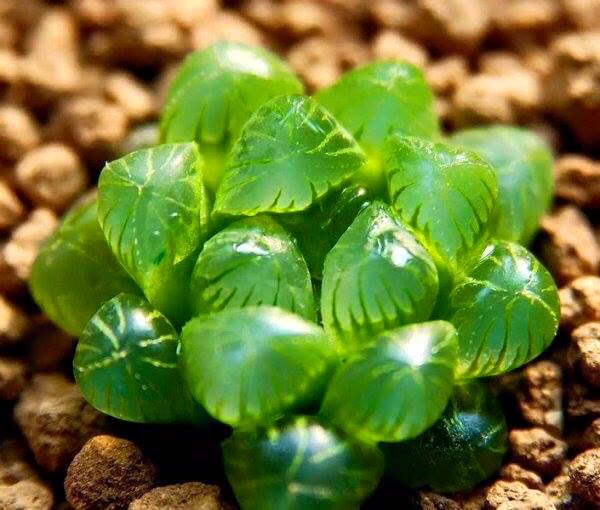Hạt giống sen ngọc ( sen đá kim cương gói 200 hạt )