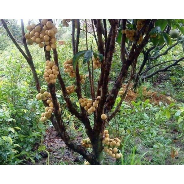 [FREESHIP - Xả Khô Máu] Giống bòn bon thái