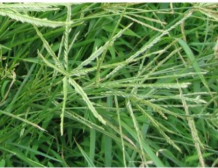 500gr cỏ mần trầu khô hàng loại 1 GT257