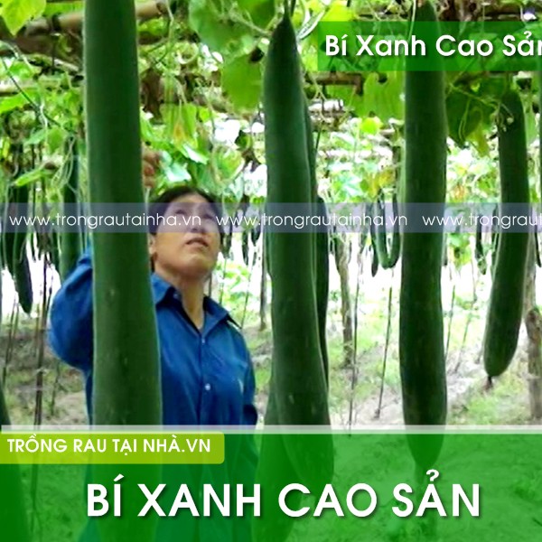Hạt giống bí xanh- bí quả dài