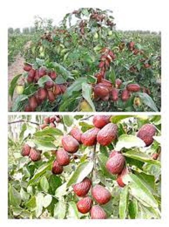 1 CHẬU TÁO ĐỎ, TÁO TÂN CƯƠNG