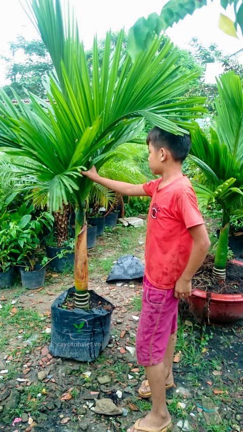 Cây cau lùn giống ( chuẩn giống mua 5 tặng 1)