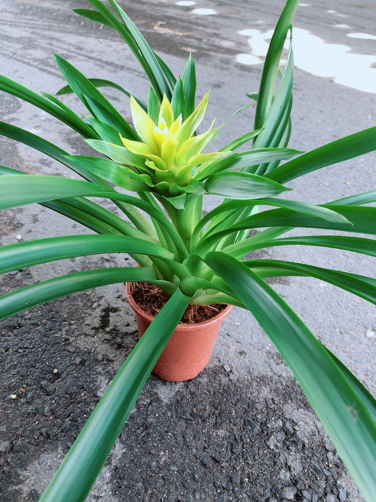 Cây Phát Lộc Hoa Màu Vàng