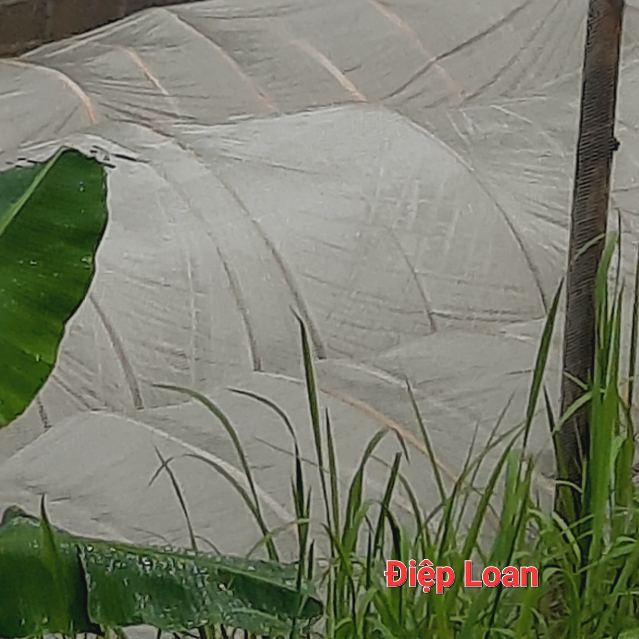Combo 20 mét màng nilon, nilong cho cây trồng,rau màu khổ rộng 2,4 mét loại đẹp